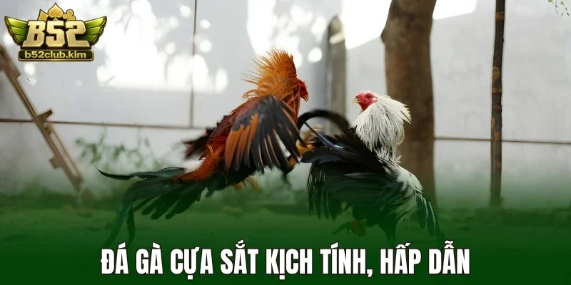 Đá gà cựa sắt kịch tính, hấp dẫn